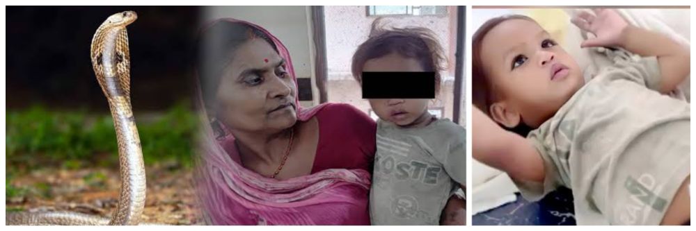 एका वर्षाच्या बाळाने खेळणं समजून कोब्राला चावलं, सापाचा जागेवरच मृत्यू;