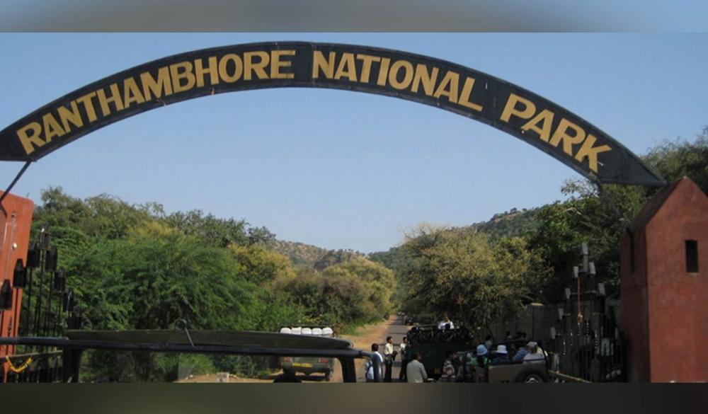 धक्कादायक...! रणथंभोर व्याघ्र प्रकल्पात पर्यटकांची गाडी अचानक पडली बंद आणि मग...