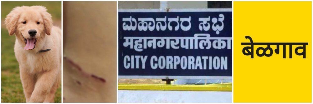 बेळगाव; 10 वर्षांच्या मुलीला चावल्याने 'ती' जखमी; कुत्र्यांची दहशत