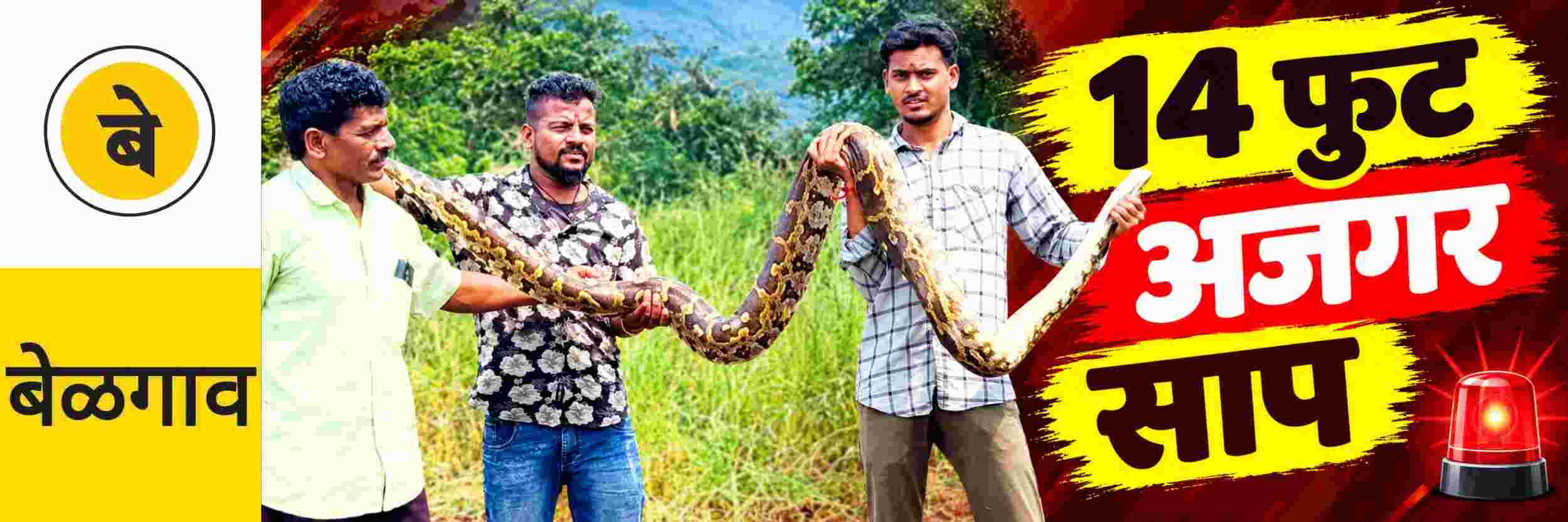 @ बेळगाव; @ करडीगुद्दी; 14 फुटी अजगर साप