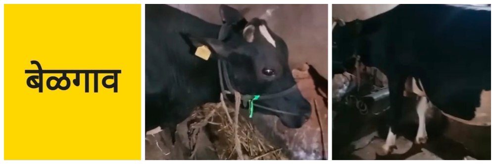 @ बेळगाव; @किणये; गाय चोरीला