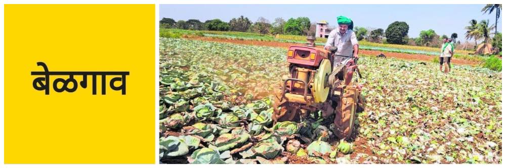 बेळगाव; 'कोबी'वर चक्क पॉवर टिलर फिरविला