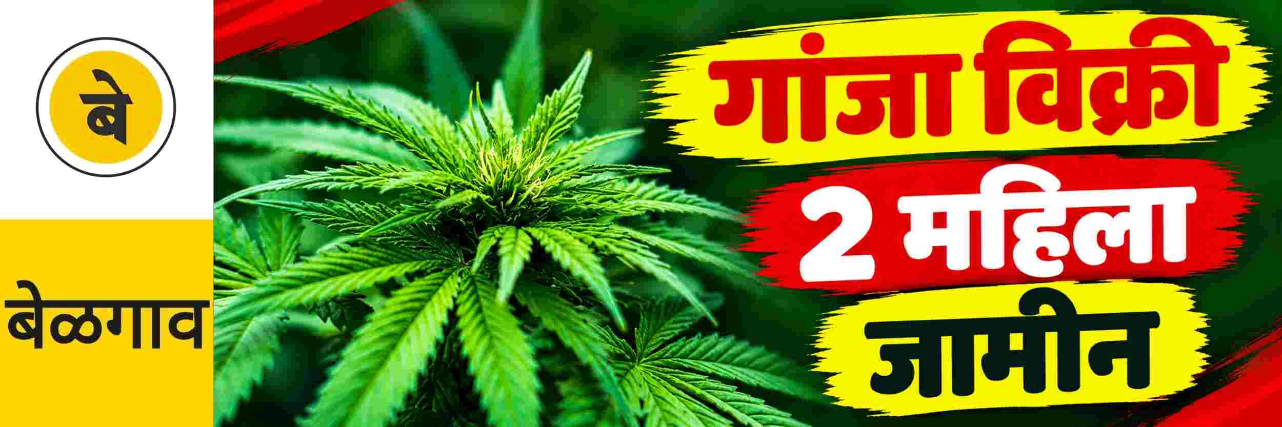 @ बेळगाव; गांजा विक्री; 2 महिलांना जामीन