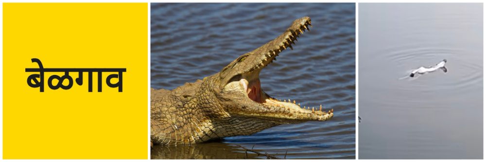 बेळगाव; अग्रणी नदीमध्ये मगरींचा वावर; मगरीकडून 3 बकरींवर हल्ला