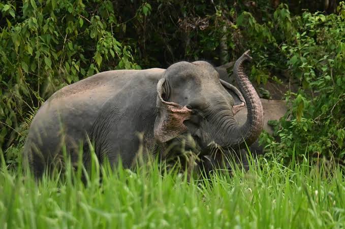 बेळगाव : करजगी गावात 5 हत्तींचा कळप