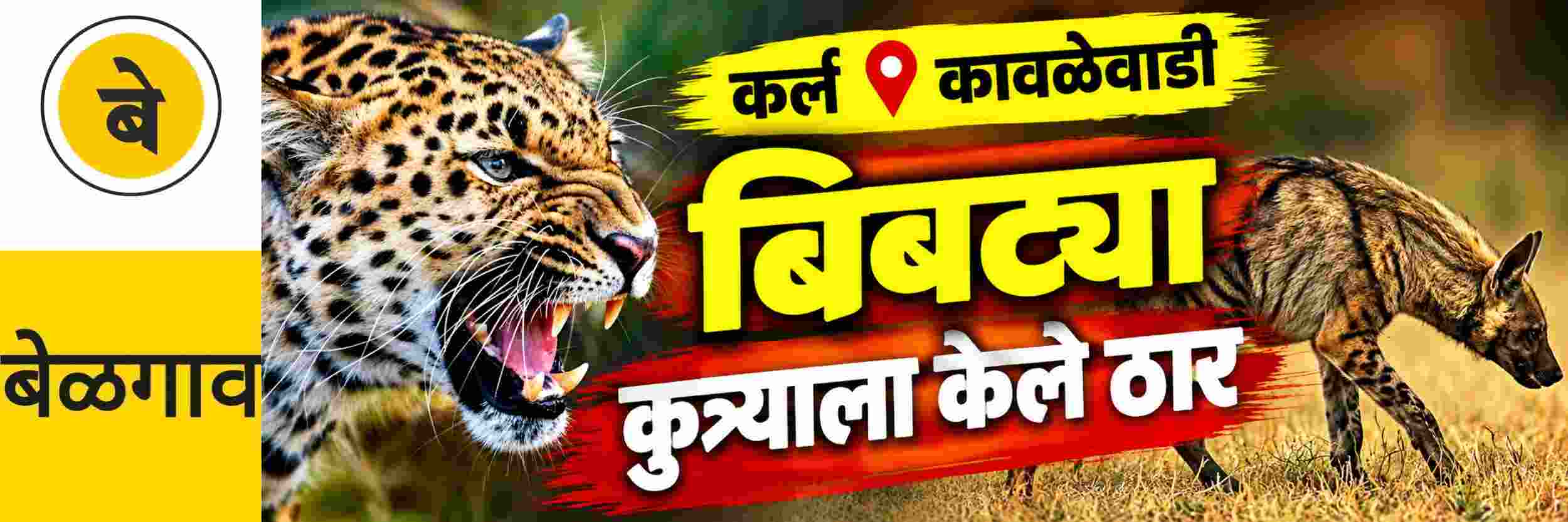 @ बेळगाव; बिबट्यासदृश प्राणी; @कर्ले—कावळेवाडी परिसर