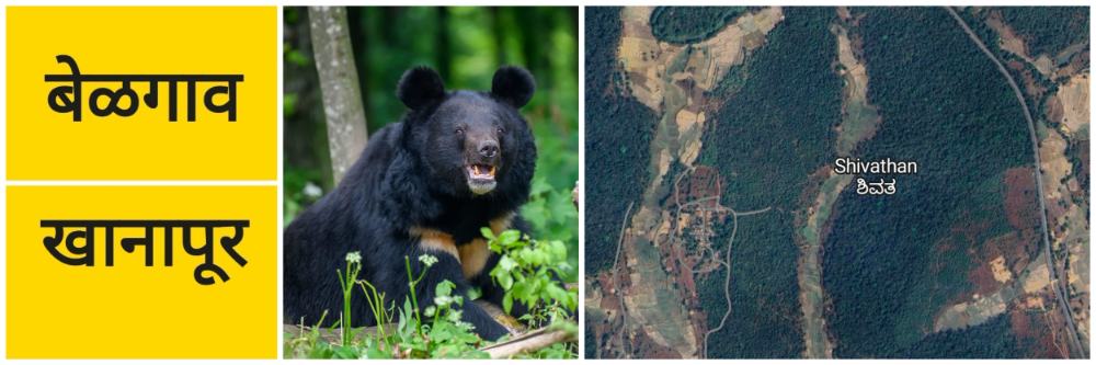 बेळगाव; @ शिवठाण; अस्वलाचा वावर