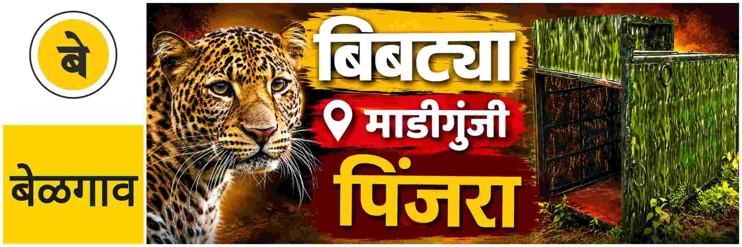 @ बेळगाव; बिबट्याला पकडण्यासाठी वनखात्याचे प्रयत्न सुरु
