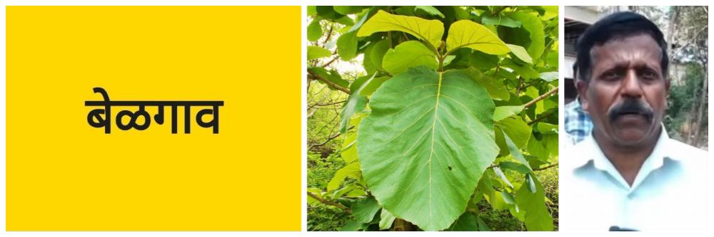 बेळगाव; सागाच्या झाडांची बेकायदेशीर कत्तल; वन खात्याने वृक्षतोड केल्याचा आरोप