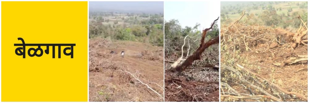 बेळगाव; हजारो झाडांची कत्तल; @ बडाल—अंकलगी
