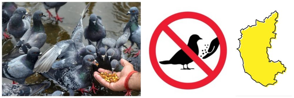 बेळगाव : कबुतरांना खाऊ घालण्यास बंदी; @कर्नाटक