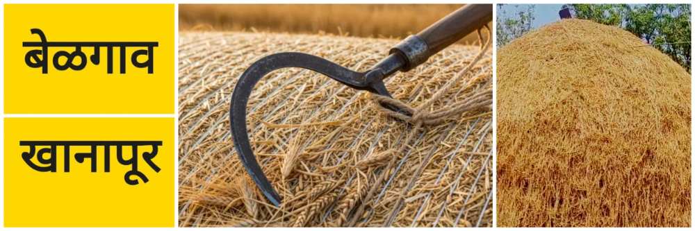 बेळगाव; शेतात काळाचा घाला; पोटात आकडी घुसल्याने शेतकऱ्याचा मृत्यू