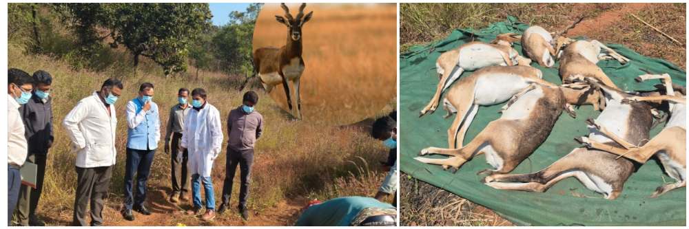 बेळगाव : 38 पैकी 31 काळविटांचा मृत्यू; भूतरामहट्टी