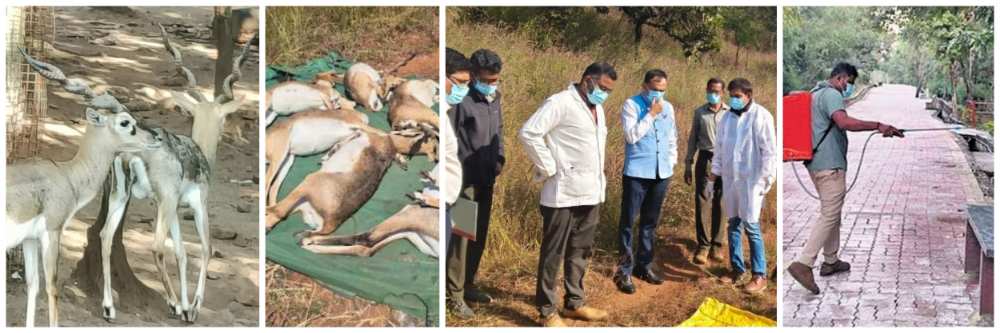 बेळगाव : 31 हरणांचा मृत्यू जीवाणू संसर्गामुळेच — खबरदारीसाठी निर्जंतुकीकरण