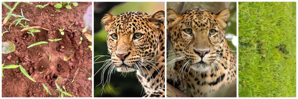 बेळगाव : @बिजगर्णी; बिबट्यासदृश प्राणी