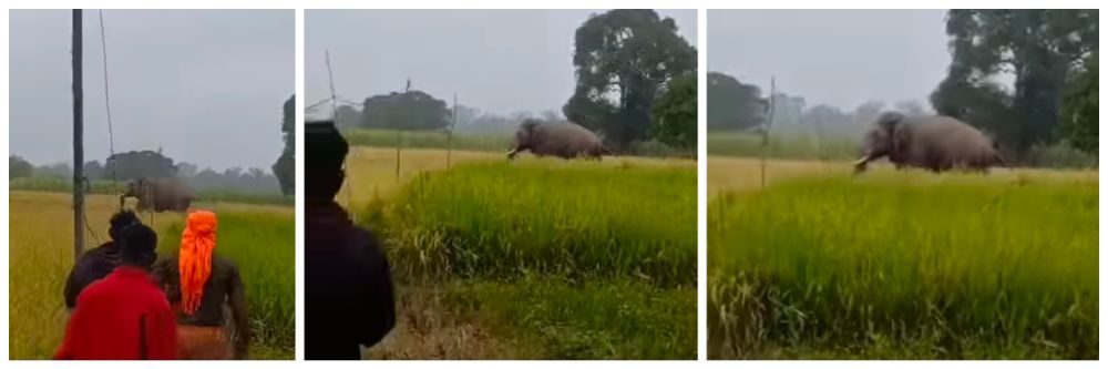 belgaum | बेळगाव : हत्तींचा मुक्तसंचार @खानापूर; भात, ऊस पिकांचे नुकसान बेळगाव : हत्तींचा मुक्तसंचार @खानापूर; भात, ऊस पिकांचे नुकसान