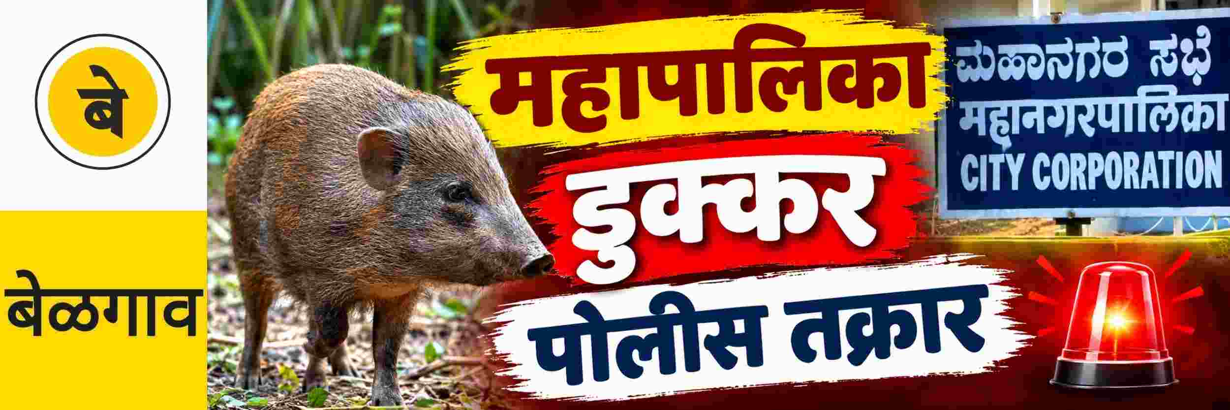 @ बेळगाव; डुक्कर मालकांविरोधात तक्रार