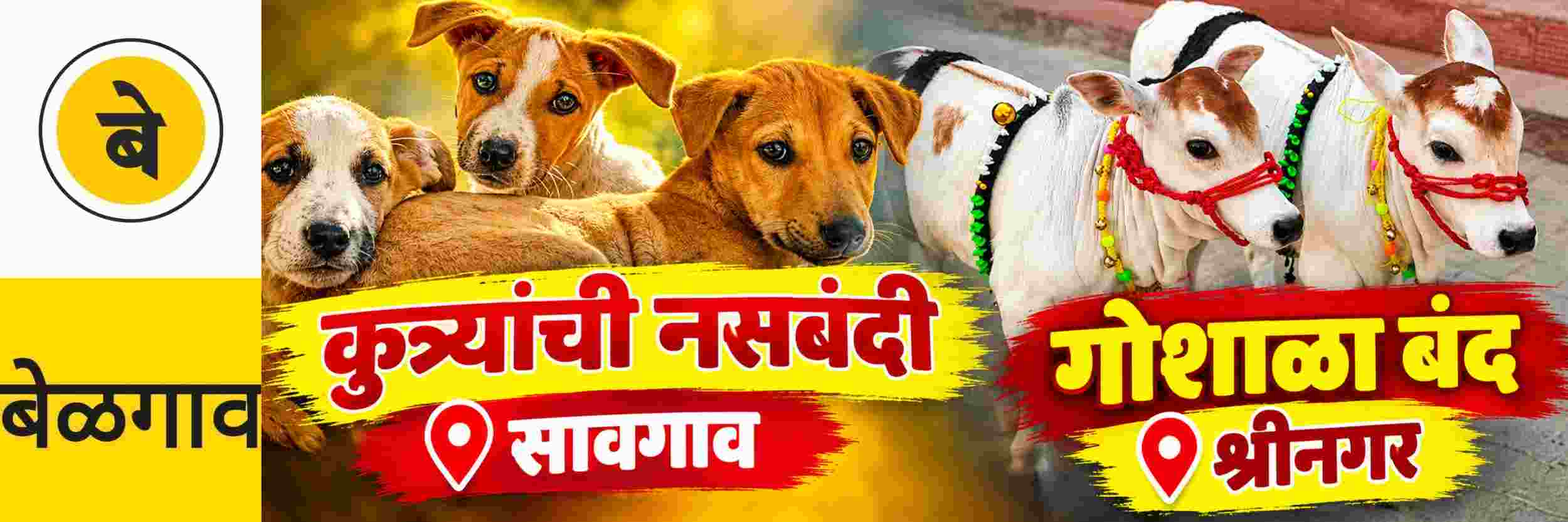 @ बेळगाव; @सावगाव; नसबंदी केंद्र; कुत्र्यांची नसबंदी