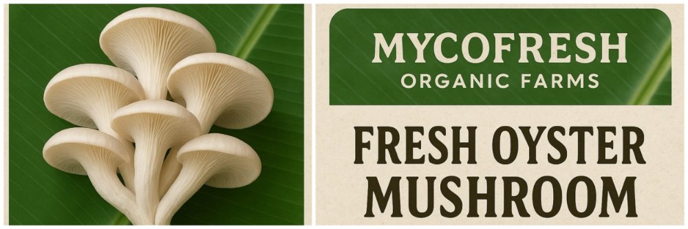 belgaum-news-mycofresh-organic-farms-fresh-oyster-mushroom-vijaynagar-hindalga-road-belgaum-202601_1.jpg | बेळगाव : MYCOFRESH | ORGANIC FARMS; FRESH OYSTER MUSHROOM | belgaum news | belgavkar बेळगावकर