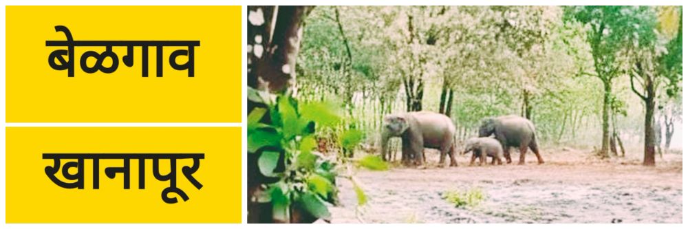 बेळगाव; हत्तीच्या कळपात नवा पाहुणा