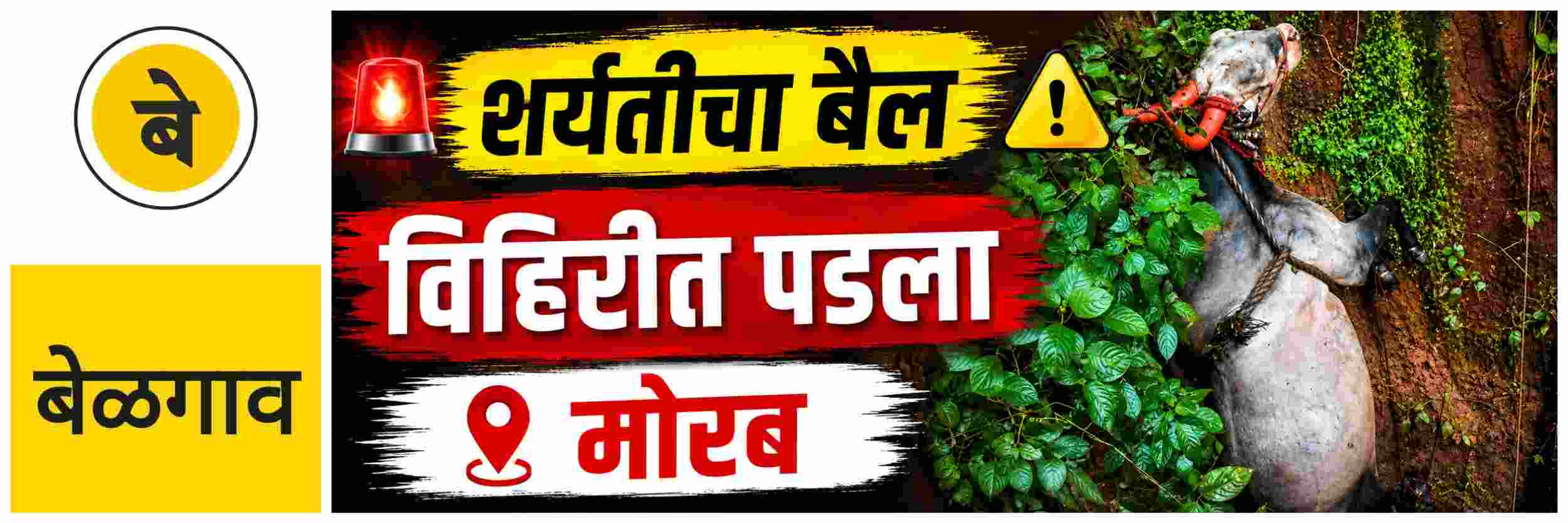 @ बेळगाव; शर्यतीचा बैल उसाच्या मळ्यातील विहिरीत पडला @मोरब