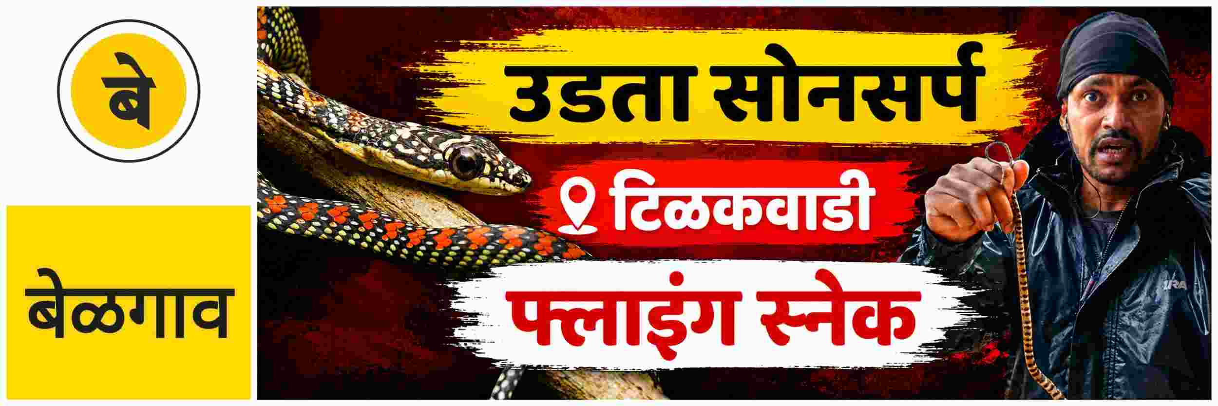 @ बेळगाव; सोनसर्प; @टिळकवाडी