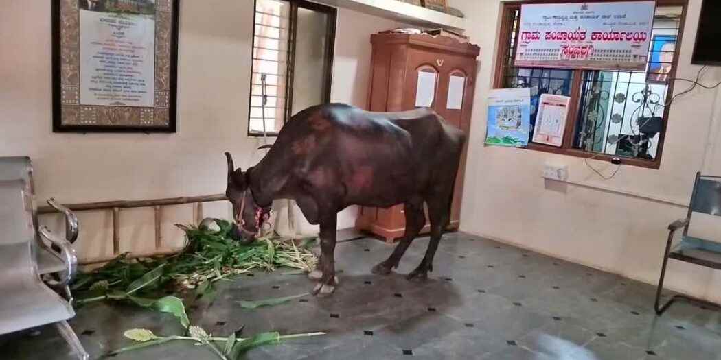 बेळगाव : ग्रा. पं. मध्ये बांधली जनावरे