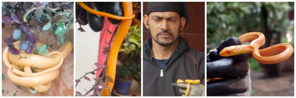 बेळगाव : दुर्मीळ 'अल्बिनो' सर्प; रंगहीन साप