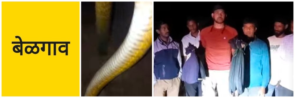 बेळगाव; एकाच वेळी आढळले 4 साप; @ वाघवडे