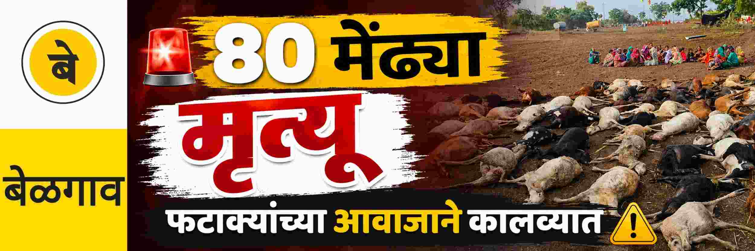 @ बेळगाव; 80 मेंढ्यांचा मृत्यू; फटाक्यांच्या आवाजाने घाबरलेल्या मेंढ्या कालव्यात पडल्या