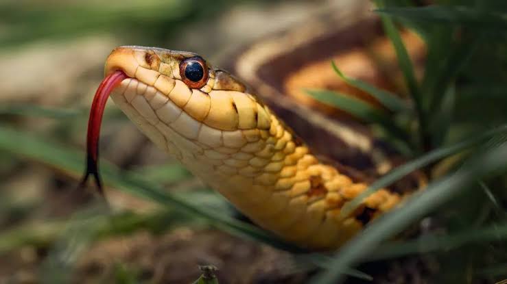 बेळगाव : शाळेत विद्यार्थ्याला सर्पदंश