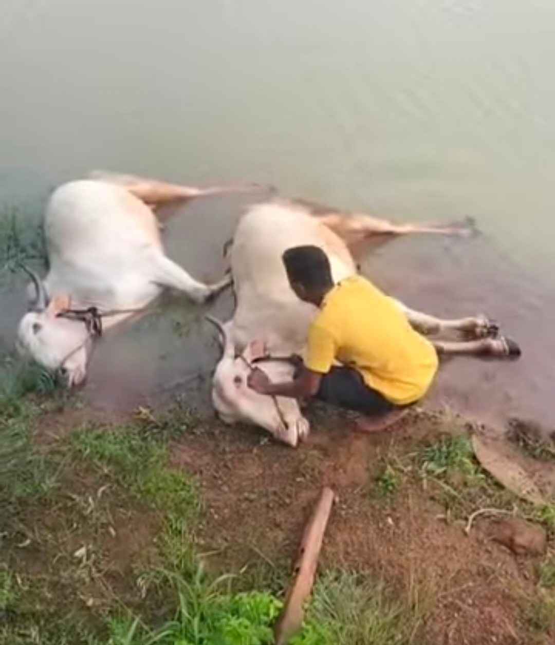 बेळगाव : 2 बैलांचा मृत्यू