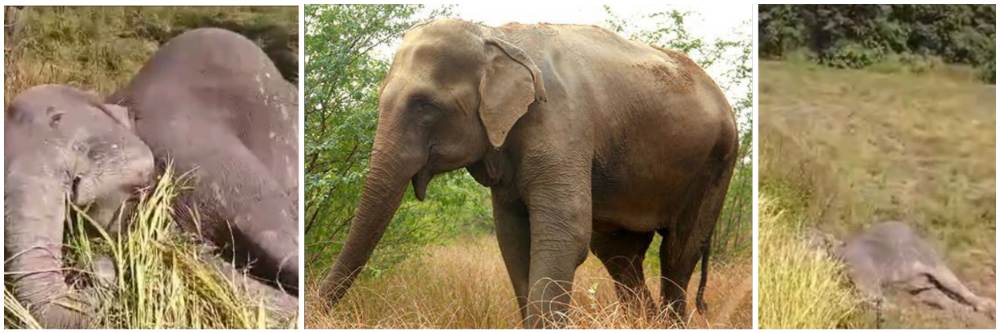 बेळगाव : 2 हत्तींचा मृत्यू; @खानापूर