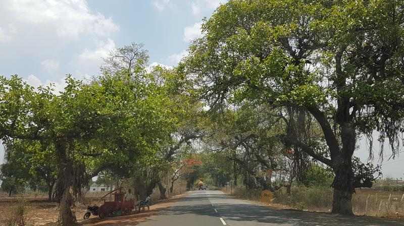 बेळगाव : 156 झाडांवर कुऱ्हाड; कंग्राळी खुर्द