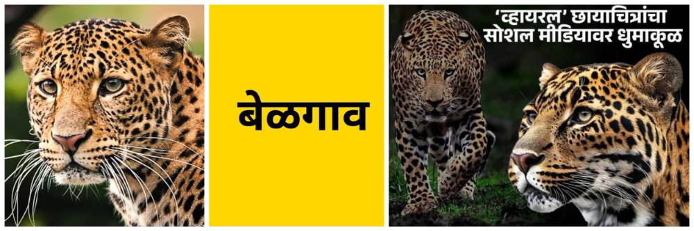 बेळगाव : बिबट्याची अफवा; ‘बिबट्या आला रे आला‌’च्या अफवांनी भीतीच्या छायेखाली