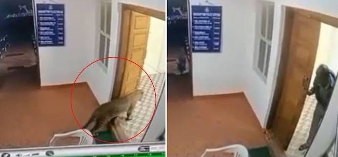 Viral Video : बिबट्या थेट पोलीस ठाण्यातच आला.... पोलिसाने पाहिलं