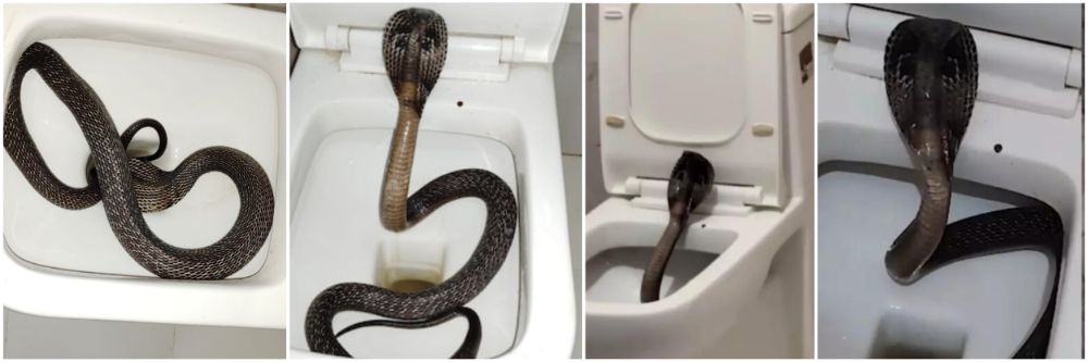 Viral Video : पर्यटक हॉटेलात वॉशरुमला गेला, कमोडमध्ये नागाने फणा काढला