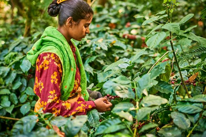 भारतात कुठून आणि कशी झाली कॉफीची सुरुवात?