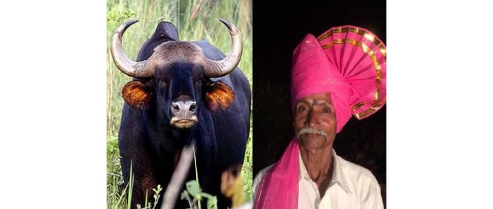 शेतात दबा धरुन बसलेल्या गव्याचा हल्ला — शेतकरी जागीच ठार