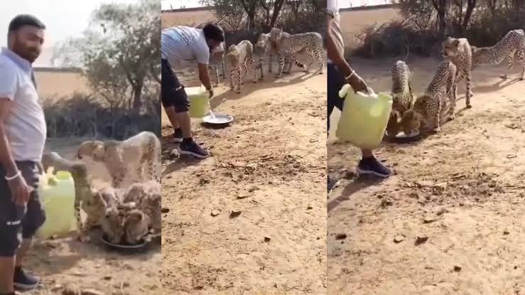 forest-department-driver-seen-offering-water-to-kuno-cheetahs-fired-kuno-administrations-explanation-202504.jpeg | Video : चित्त्यांना परातीत पाणी पाजलं; Video of Cheetahs Drinking Water | belgaum news | belgavkar बेळगावकर