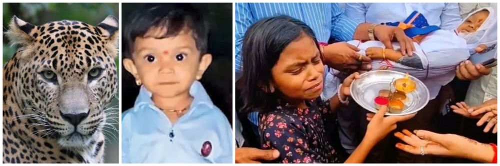 असं रक्षाबंधन कुणाच्याच नशिबात नसावं... #बिबट्या चिमुकल्याचा चटका लावणारा अंत;