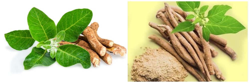 तुम्हीही अश्वगंधा वापरताय? अश्वगंधाच्या पानांवर बंदी का?