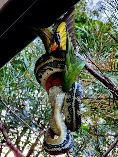 giant-python-parrot-viral-photo-202206.jpg | निसर्ग एकाच वेळी अविश्वसनीय आणि क्रूर असू शकतो | belgaum news | belgavkar बेळगावकर
