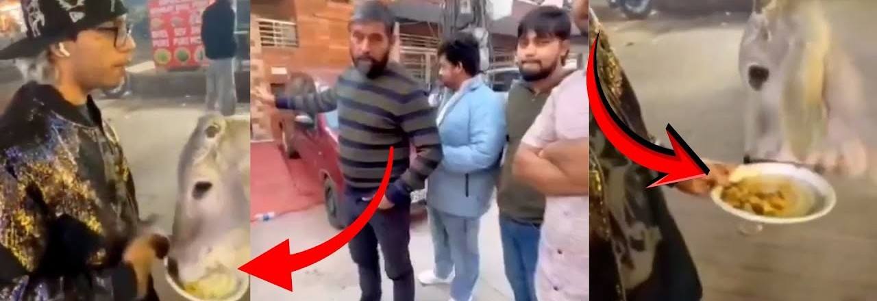 VIDEO : लाईव्ह टास्कच्या नादात युट्यूबरने गाईला खायला घातले चिकन मोमोज