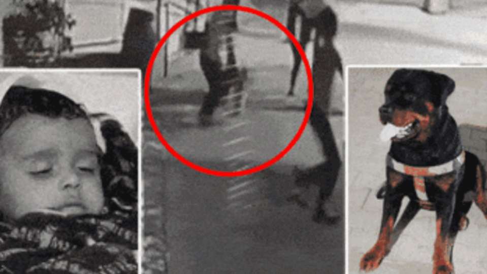 horror-unleashed-pet-rottweiler-pulls-4-month-old-from-aunts-arms-mauls-her-to-death-in-ahmedabad-4-month-old-baby-attacked-by-pet-rottweiler-dog-in-gujarat-dies-202505.jpg | Video : रॉटविलर कुत्रा कोणाचाच नसतो; 4 महिन्याच्या बाळासोबत जे केलं, ते ऐकून थरकाप उडेल | belgaum news | belgavkar बेळगावकर