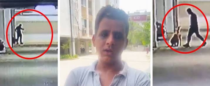 Video : श्वान प्रेमीनेचं केली 5 पिल्लांची हत्या