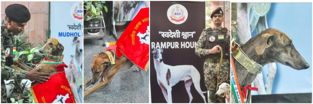 belgaum | कर्नाटक मुधोळ हाउंड BSF पथकात; Watch Video कर्नाटक मुधोळ हाउंड BSF पथकात; Watch Video