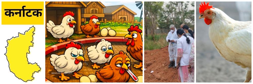 कर्नाटक; 'बर्ड फ्लू'चा शिरकाव; सरकारकडून सतर्कतेचे आदेश