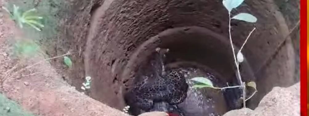 karnataka-news-leopard-fall-in-well-forrest-officers-rescued-sirsi-kerekopp-under-unchali-gram-panchayat-area-of-​​shirsi-taluka-202509.jpg | कर्नाटक : विहिरीत पडलेला बिबट्या | belgaum news | belgavkar बेळगावकर