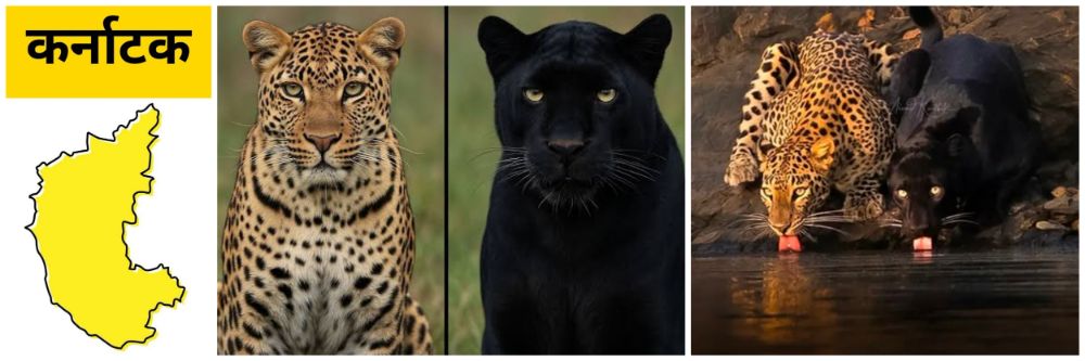 कर्नाटक; जंगलातील दुर्मीळ दृश्य; बिबट्या अन् ब्लॅक पँथर एकत्र पाणी पिताना